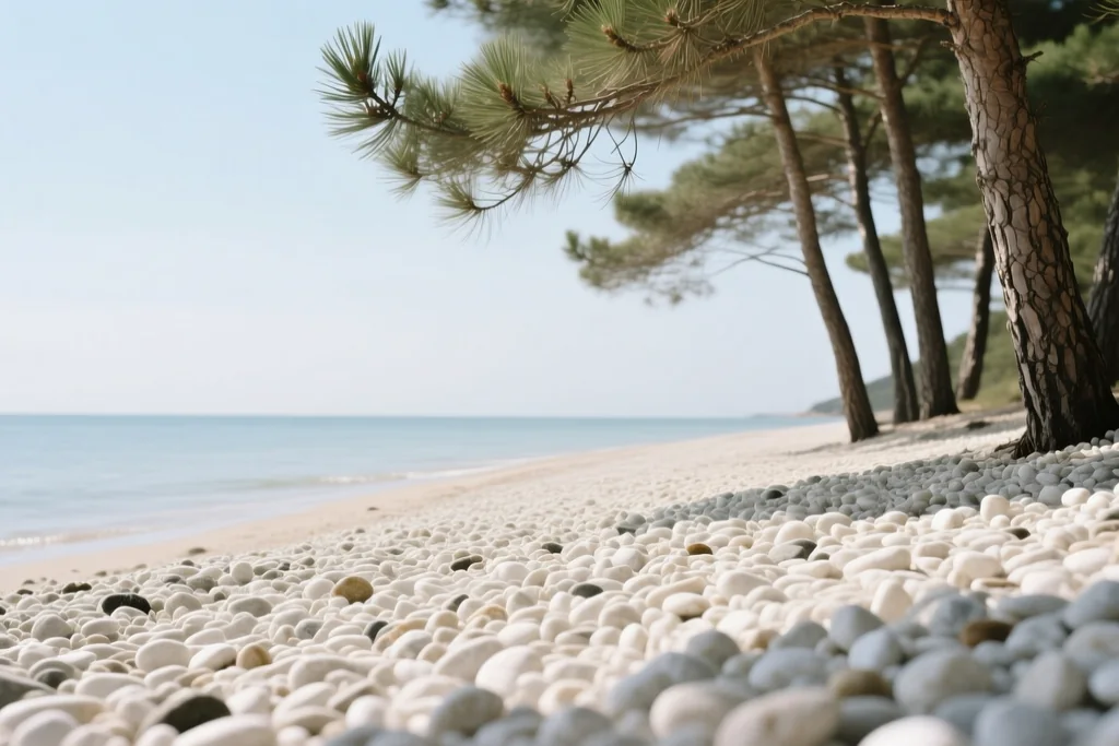 Šljunčana plaža s borovinom između dva dalmatinska otoka